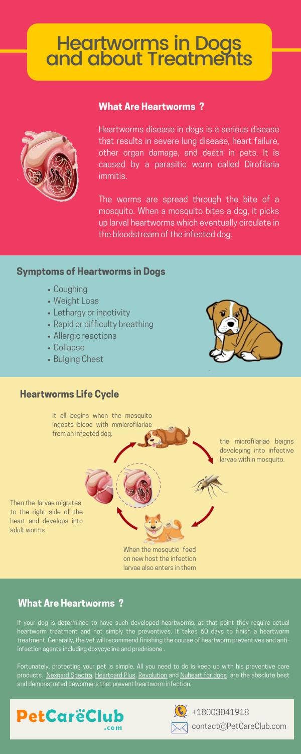 Heartworm Disease - HillsVet, image size:600x1500
