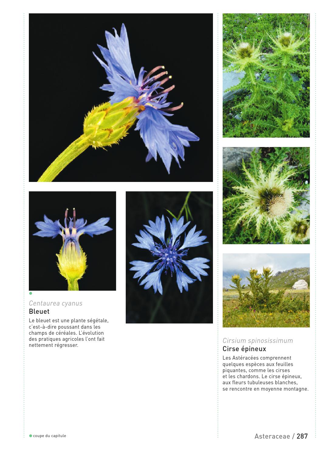≡ ISSUU ᐈ Extrait Connaissances botaniques de base en un coup d'oeil
