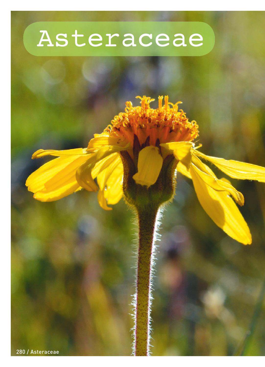 ≡ ISSUU ᐈ Extrait Connaissances botaniques de base en un coup d'oeil