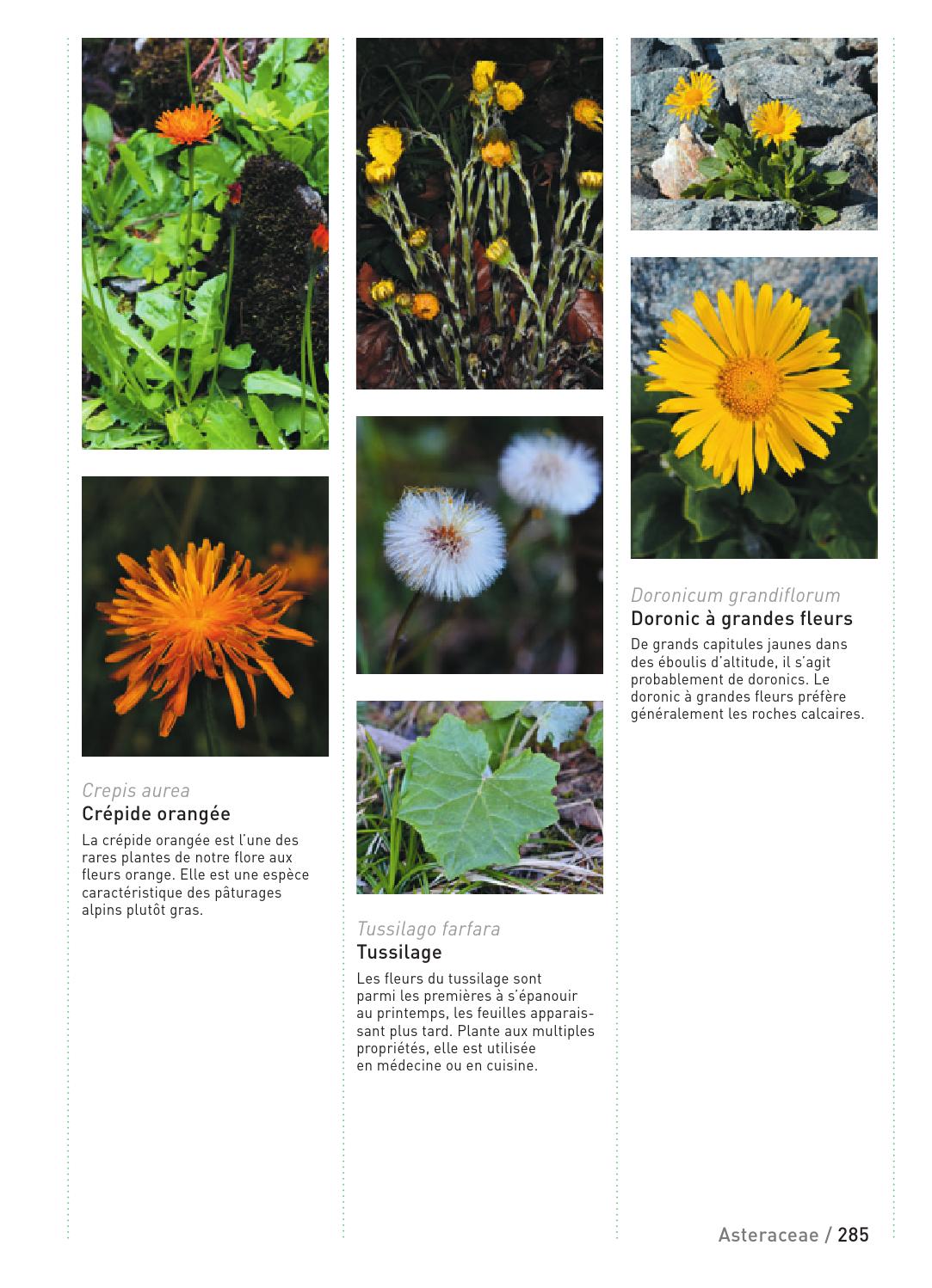 ≡ ISSUU ᐈ Extrait Connaissances botaniques de base en un coup d'oeil