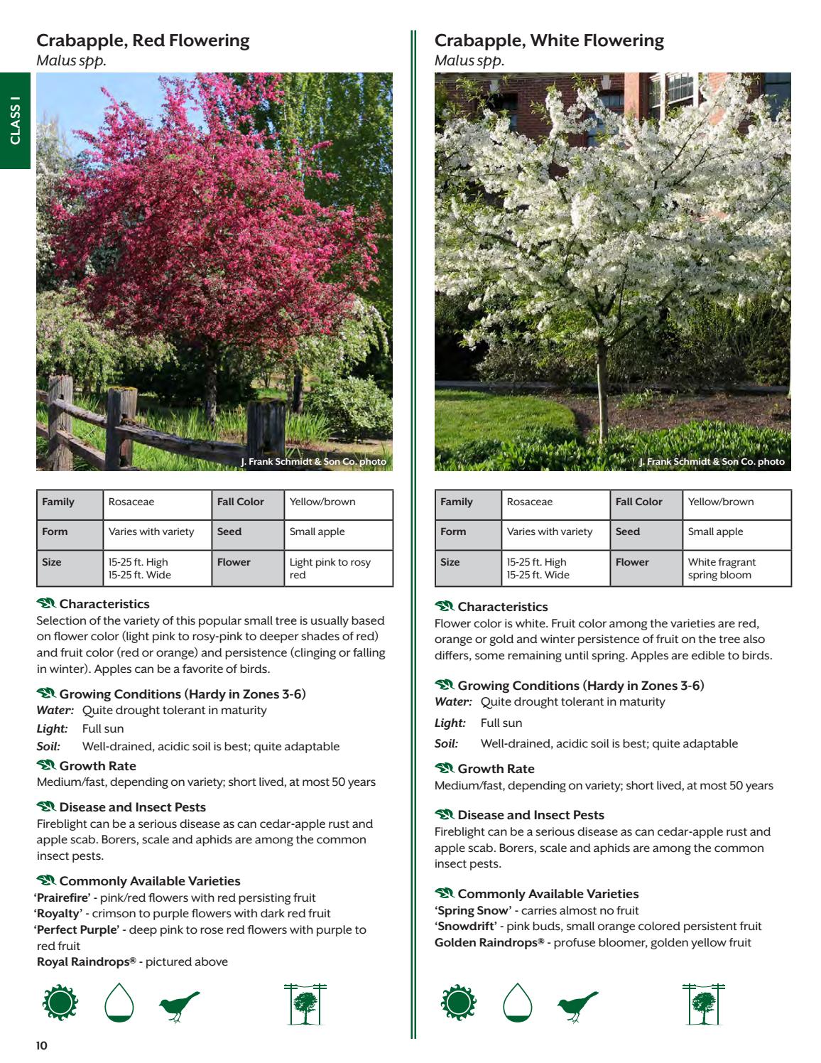 Treasure Valley Tree Selection Guide By Boise Parks And Recreation Issuu