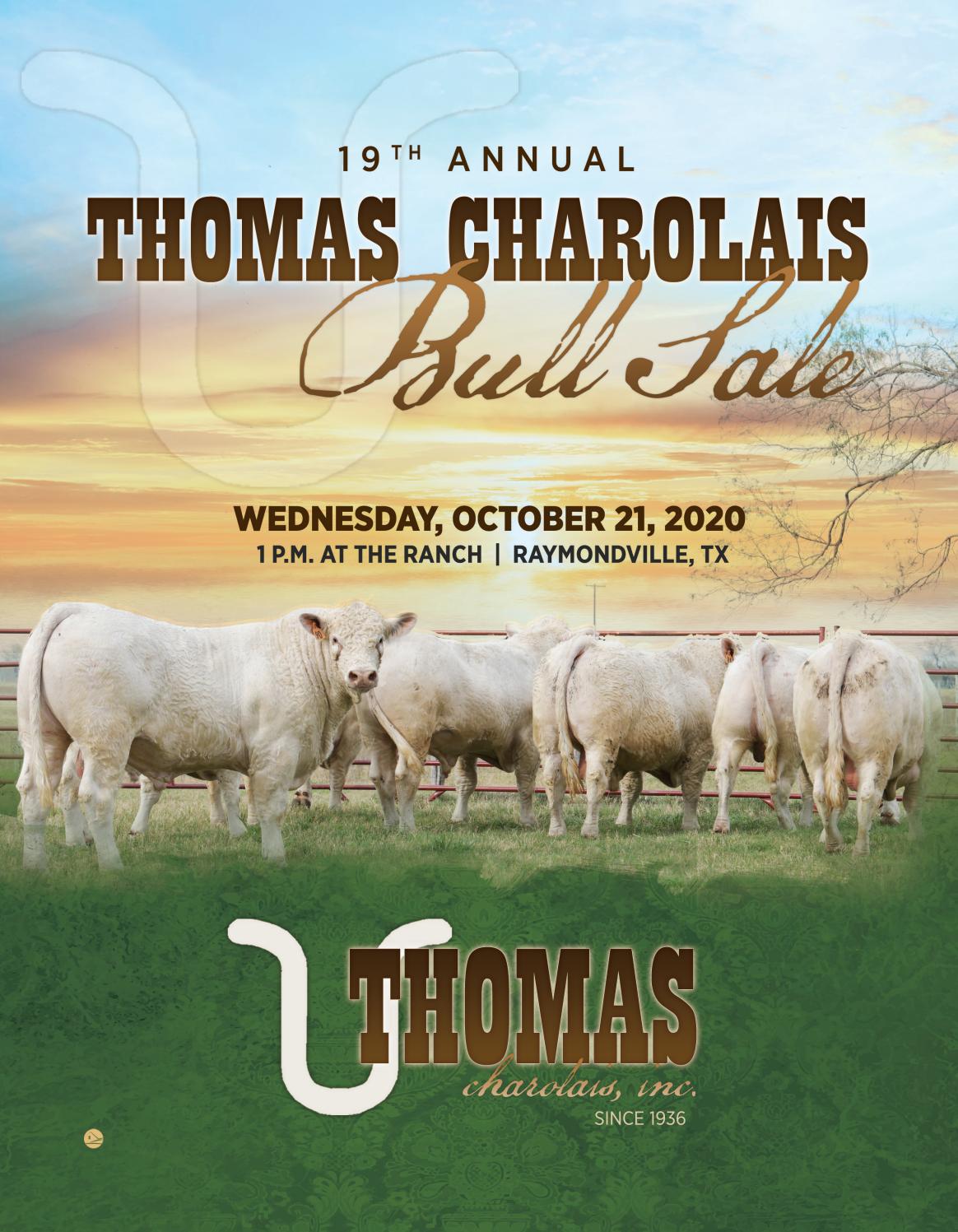 19th Annual Thomas Charolais Bull Sale by Ranch House Designs Issuu