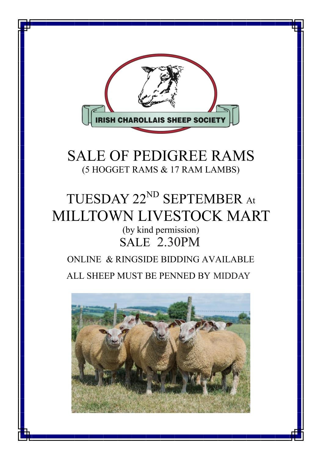 Irish Charollais Society Milltown Sale by Irish Charollais Sheep