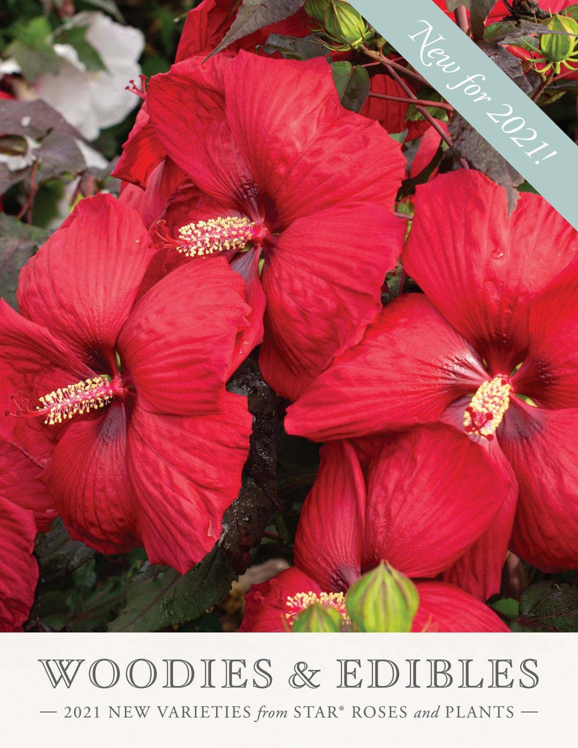 2021 Star® Roses and Plants Woodies & Edibles New Varieties Catalog by