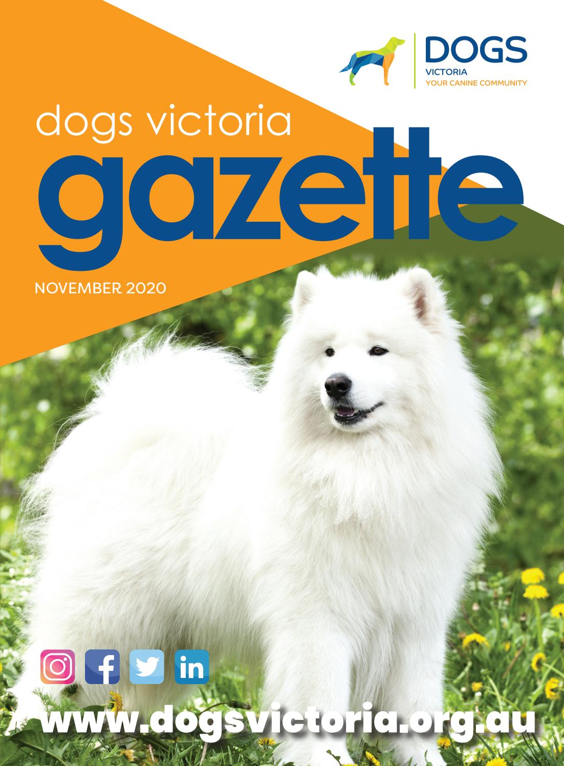 November Gazette By Dogs Victoria Issuu