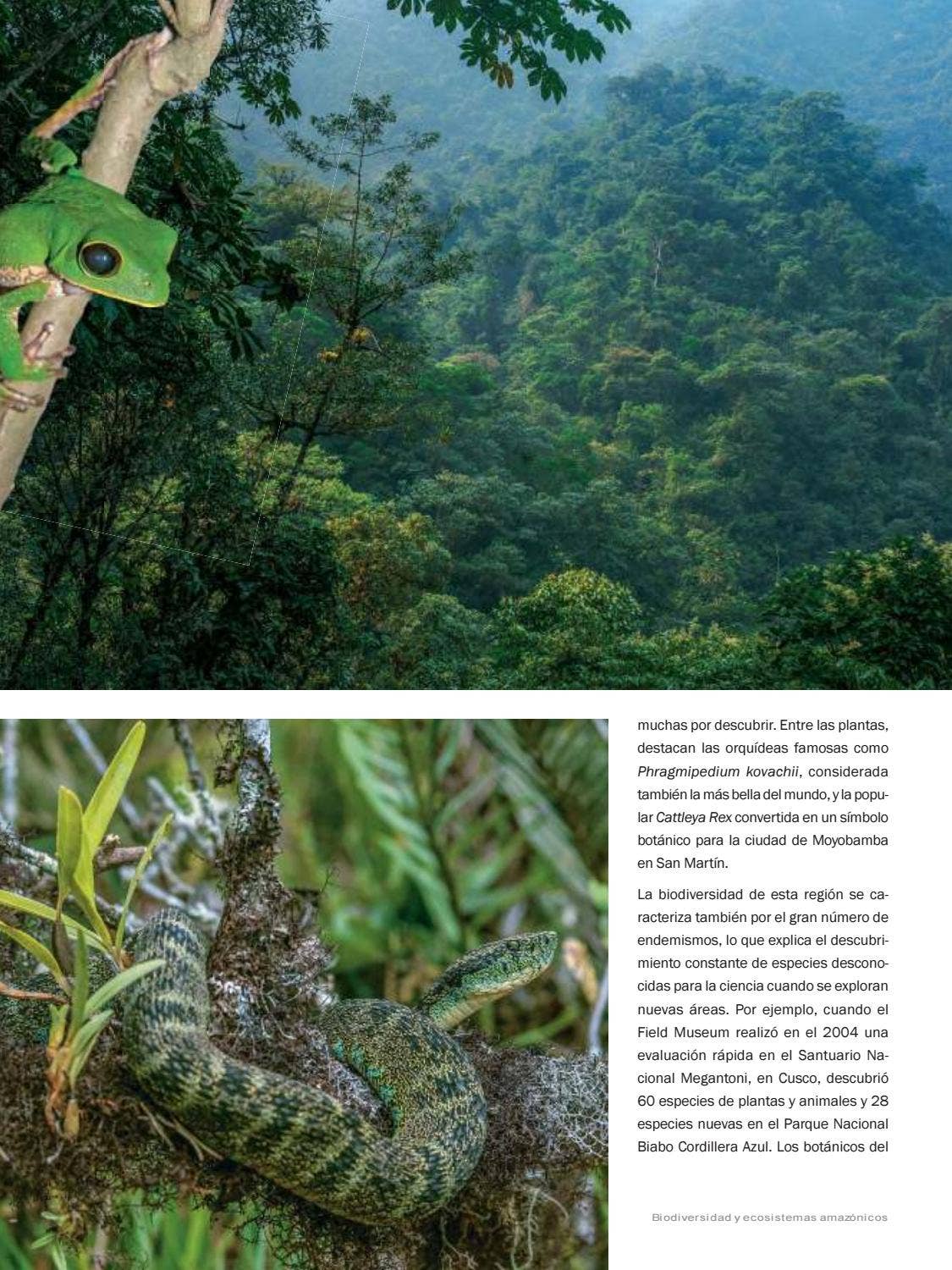 La Amazonia by fondoeditorialbcp - Issuu