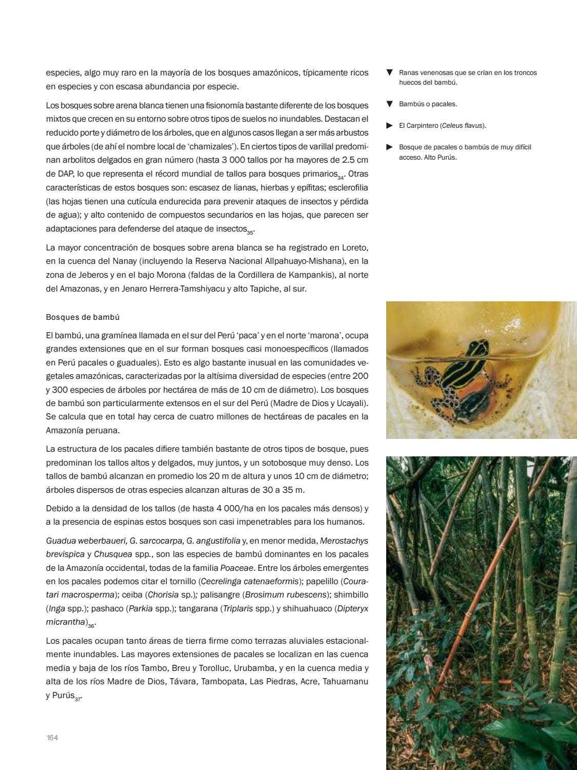 La Amazonia by fondoeditorialbcp - Issuu