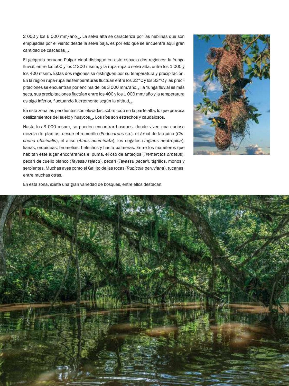 La Amazonia by fondoeditorialbcp - Issuu
