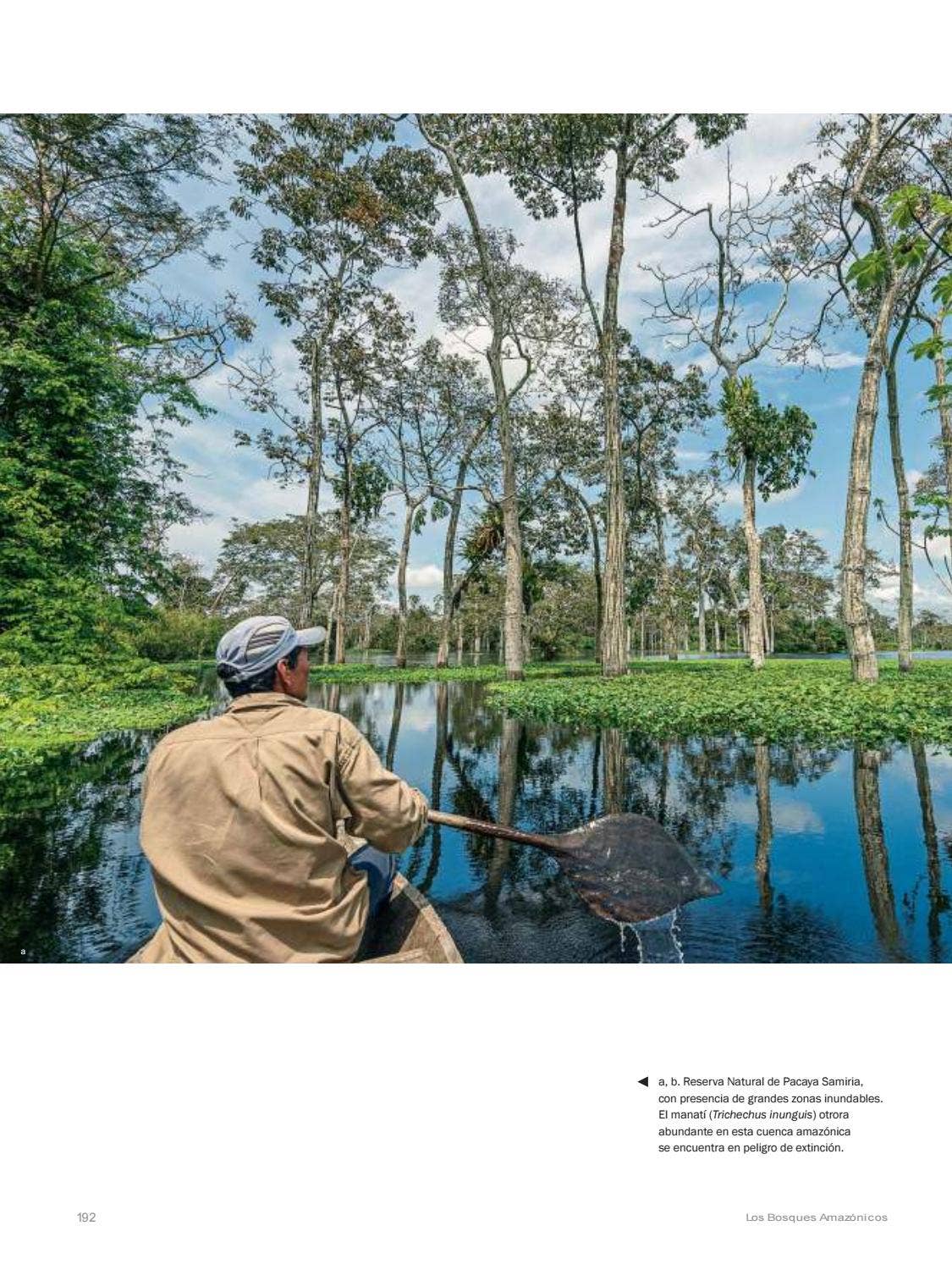 La Amazonia by fondoeditorialbcp - Issuu
