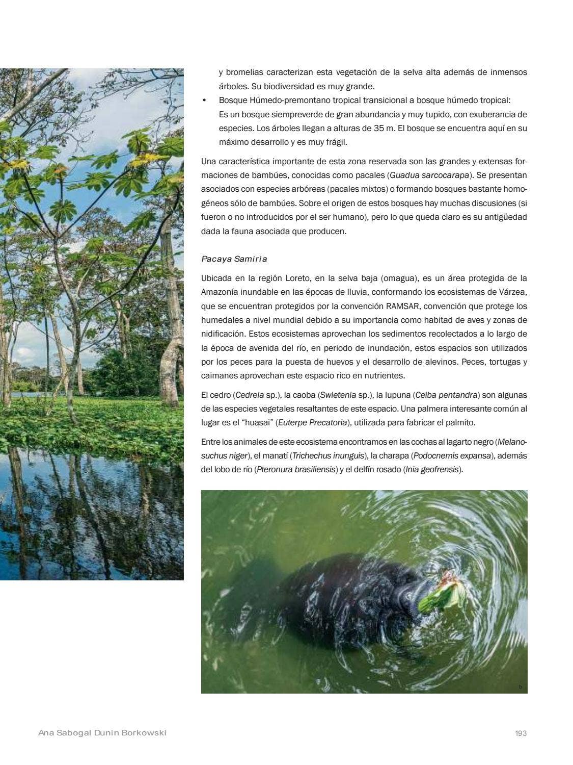 La Amazonia by fondoeditorialbcp - Issuu
