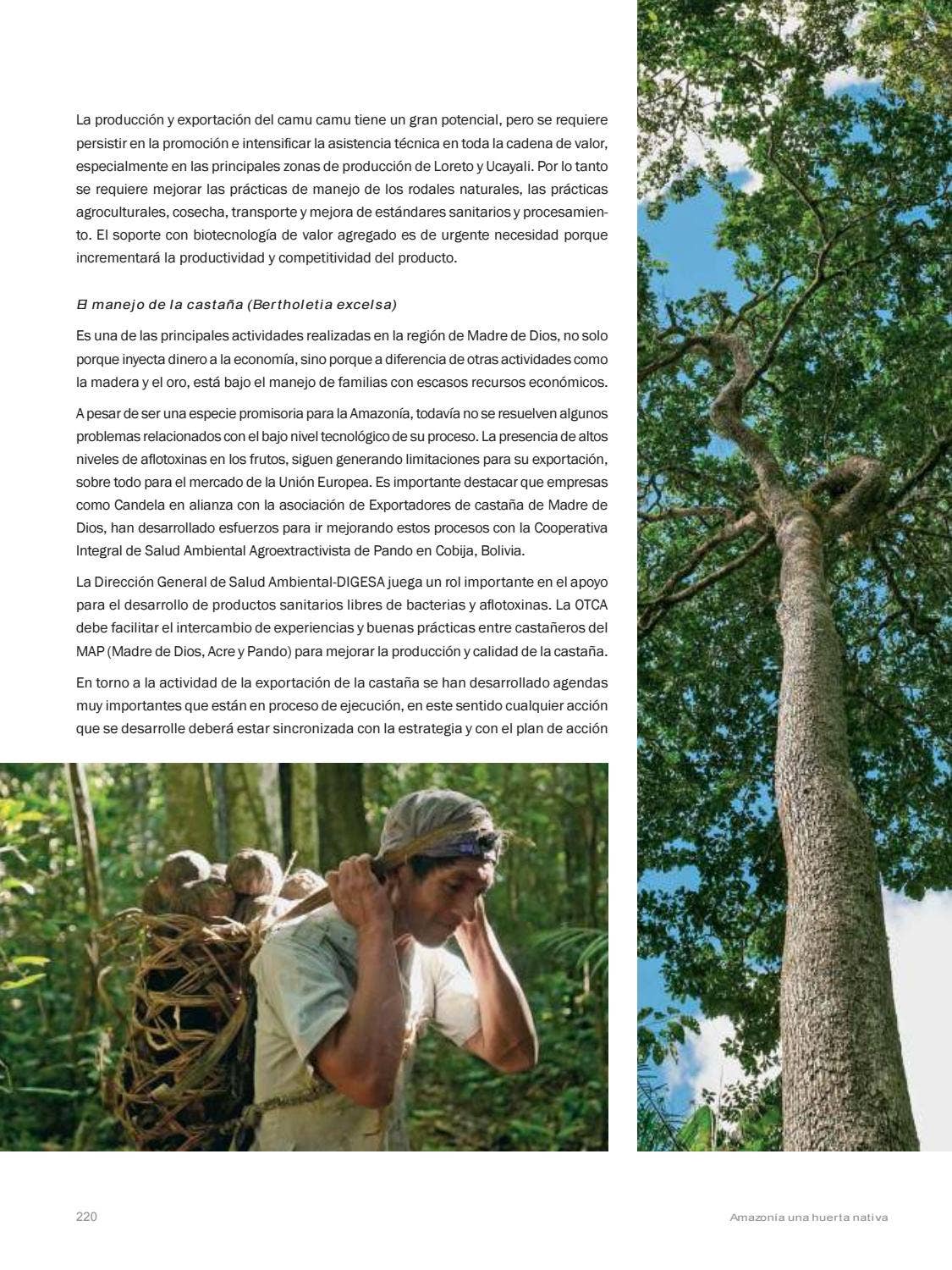 La Amazonia by fondoeditorialbcp - Issuu
