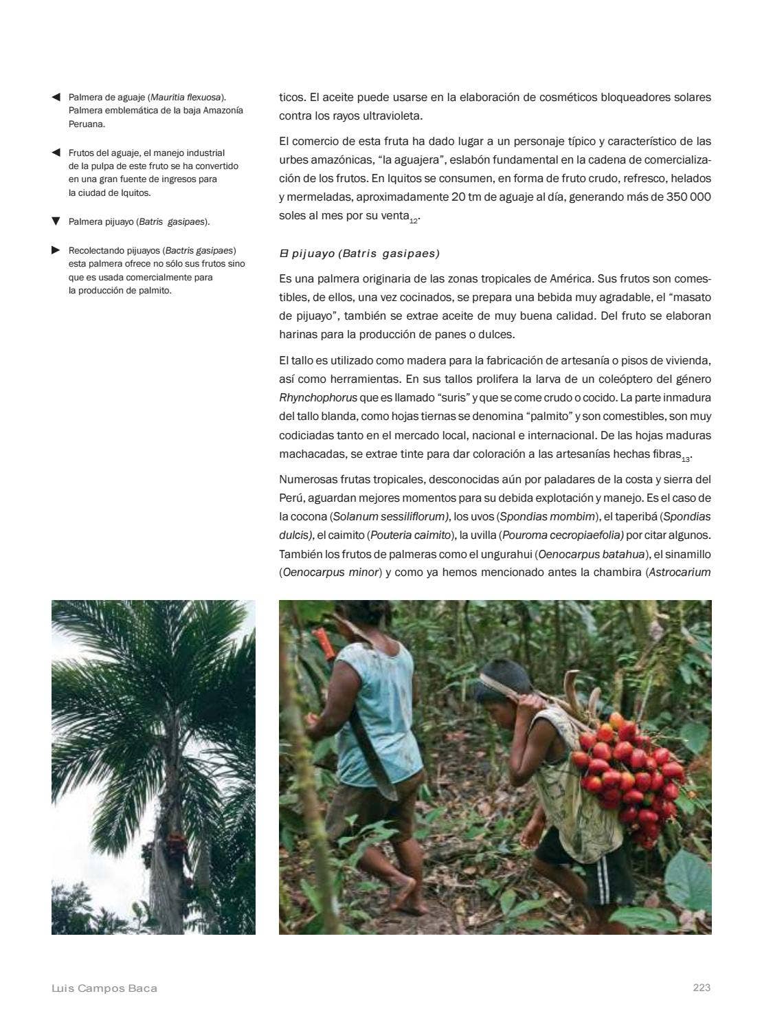 La Amazonia by fondoeditorialbcp - Issuu