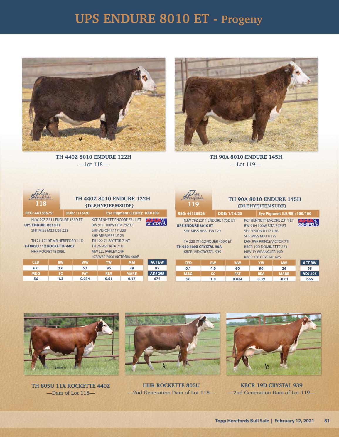 Topp Hereford Sale Catalog 2021 by PeltonLivestock Issuu