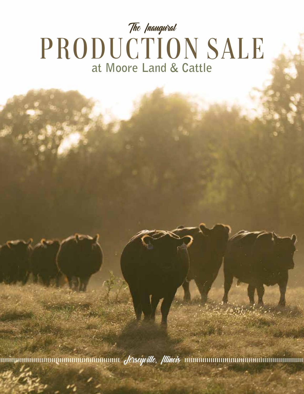 The Inaugural Production Sale at Moore Land & Cattle by Tracy McMurphy