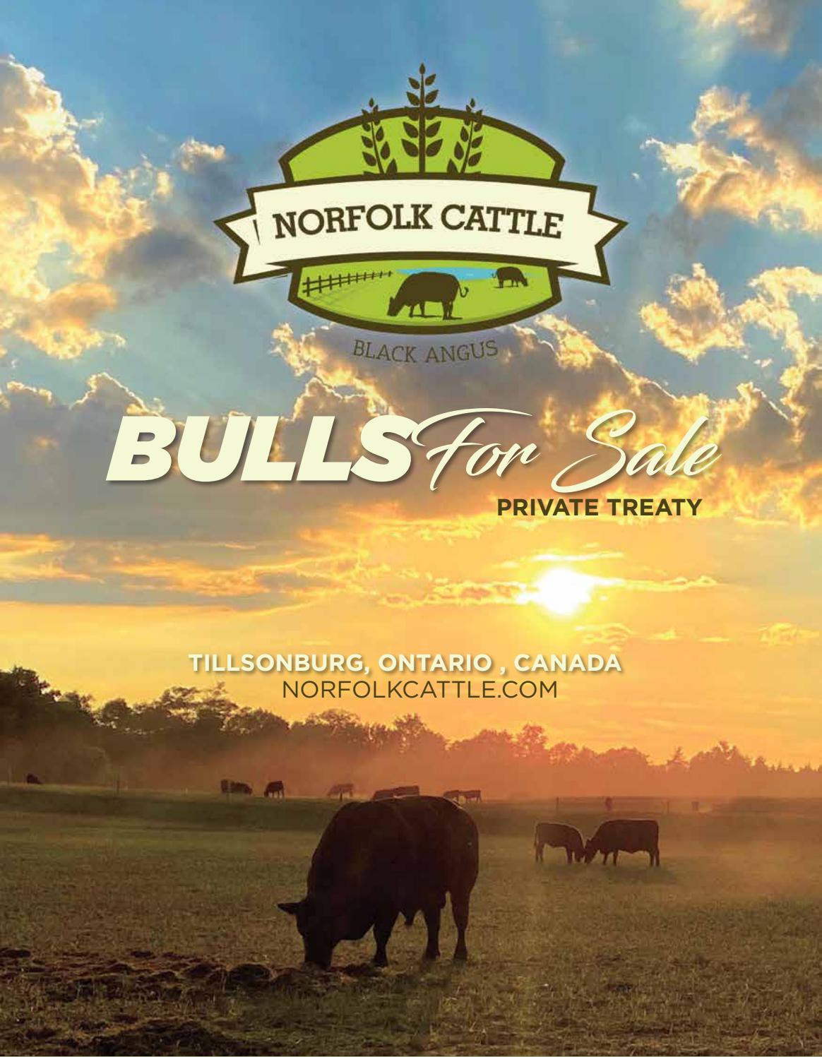 2021 Norfolk Cattle Sale Catalog by Ranch House Designs Issuu