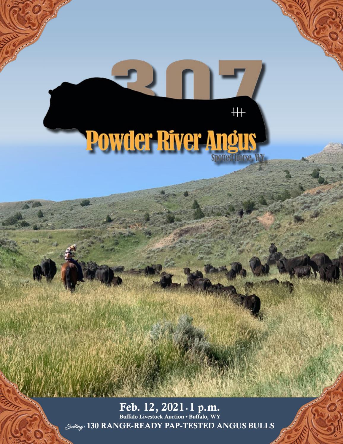 Powder River Angus Bull Sale Catalog 2021 by PeltonLivestock Issuu