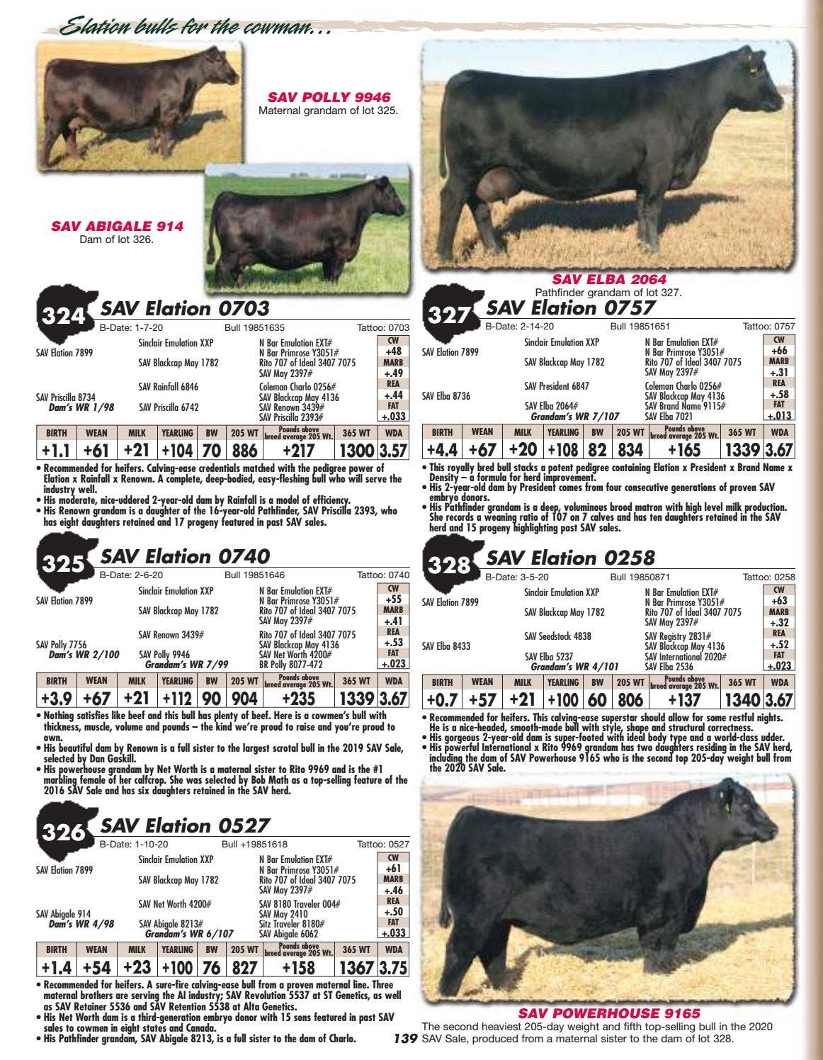 Schaff Angus Valley Sale Catalog 2021 by PeltonLivestock Issuu