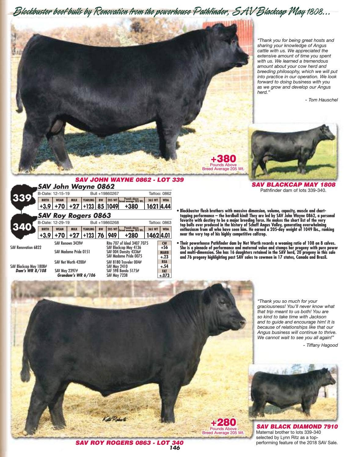 Schaff Angus Valley Sale Catalog 2021 by PeltonLivestock Issuu