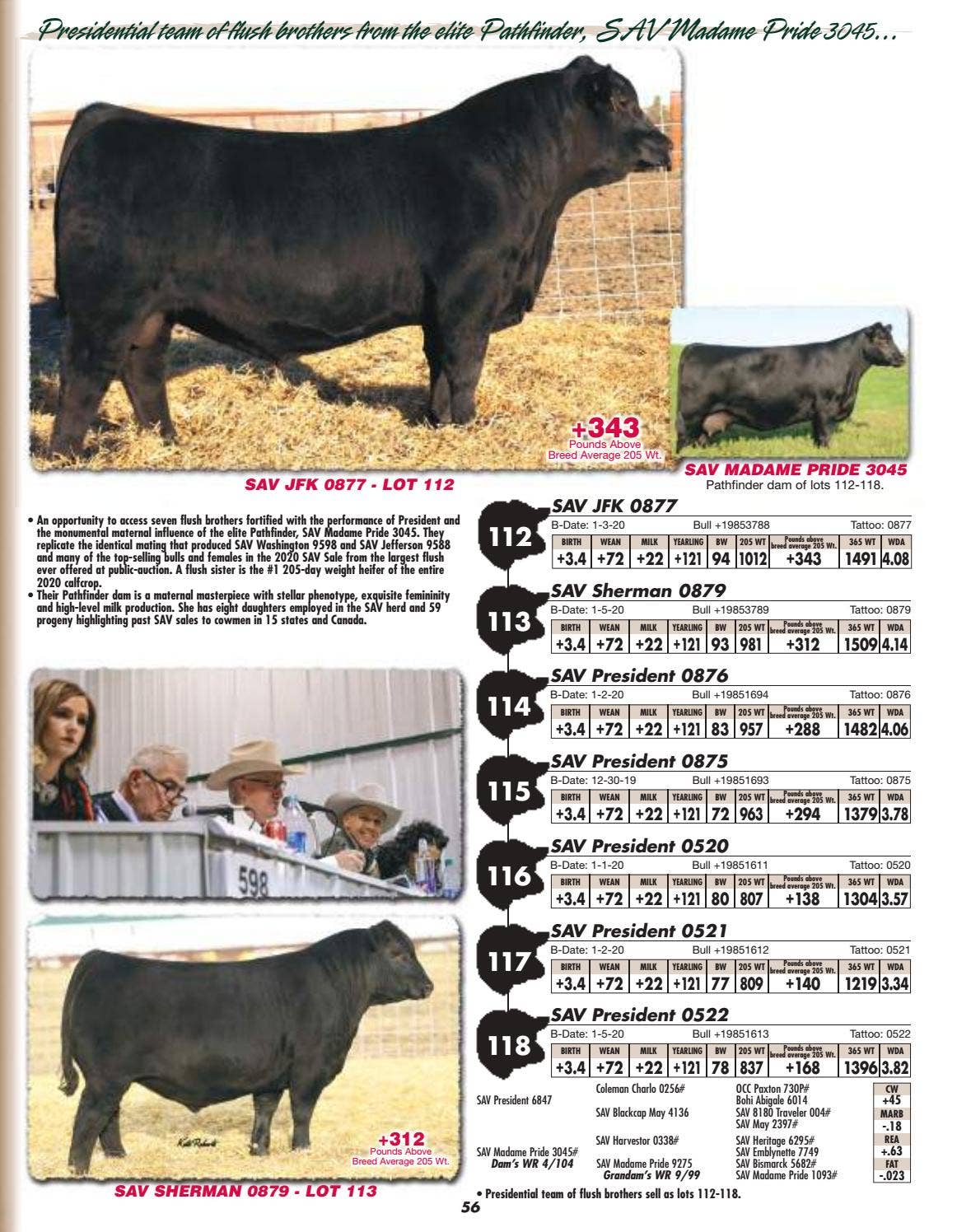 Schaff Angus Valley Sale Catalog 2021 by PeltonLivestock Issuu