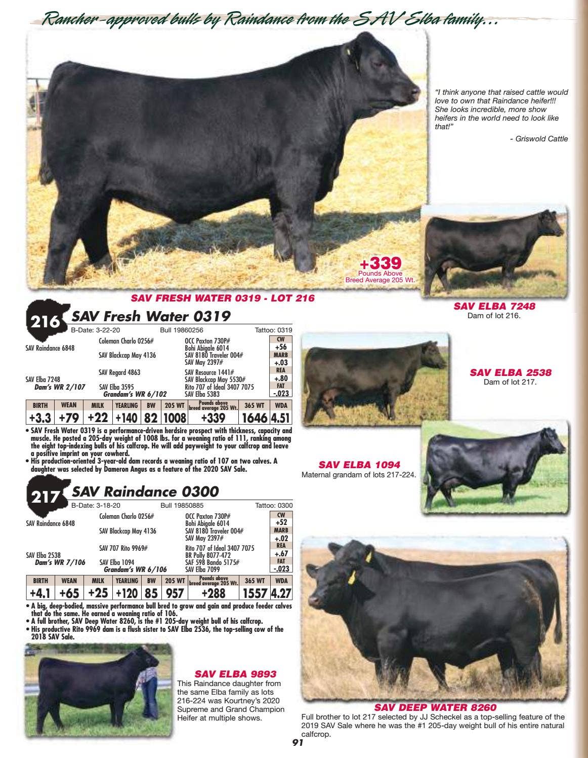 Schaff Angus Valley Sale Catalog 2021 by PeltonLivestock Issuu