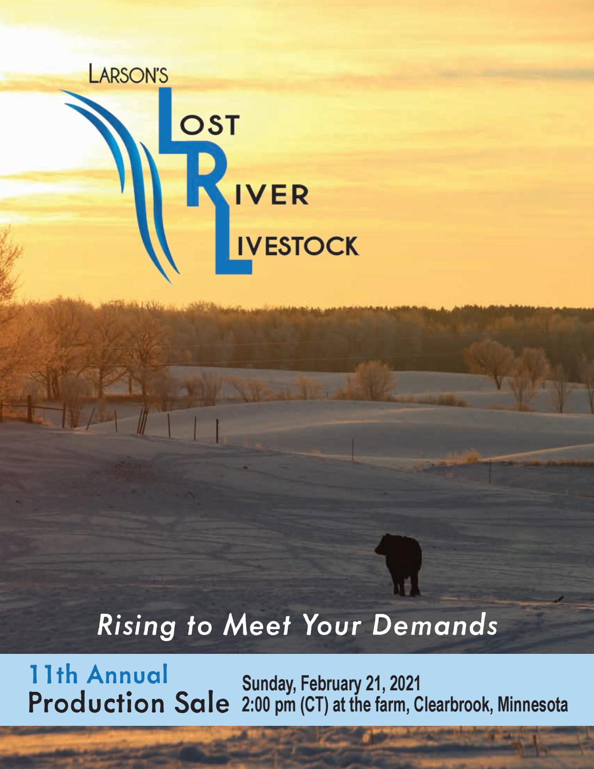 2021 Larson's Lost River Gelbvieh by Julie Murnin Issuu