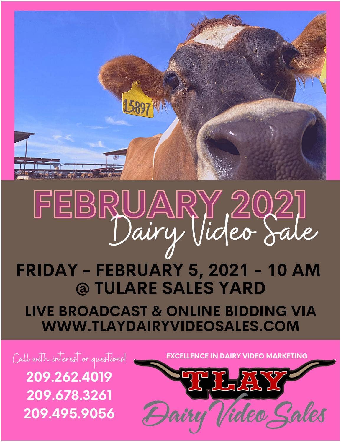 FEBRUARY 2021 DAIRY VIDEO SALE by TURLOCK LIVESTOCK AUCTION YARD