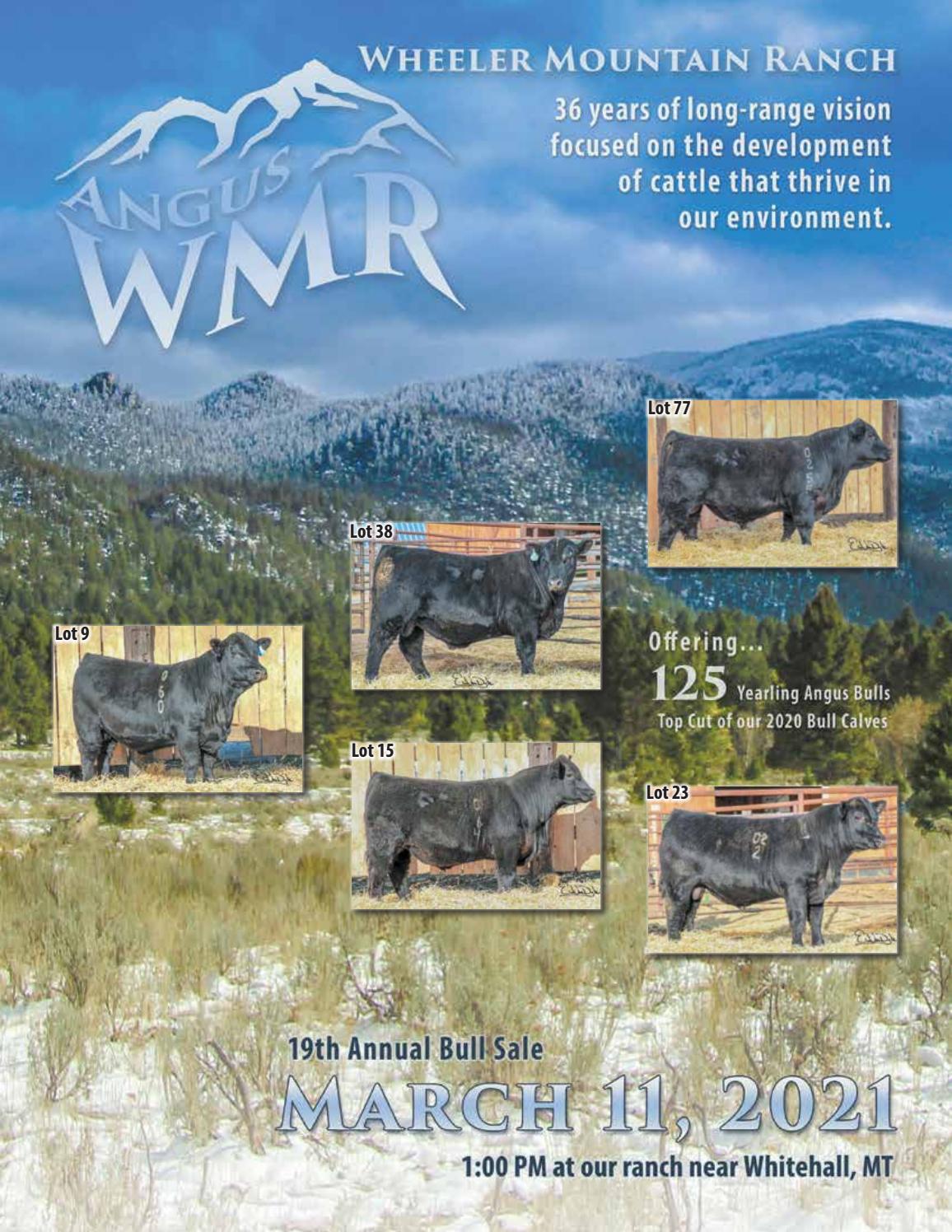 Wheeler Mountain Angus Ranch Sale Catalog 2021 by PeltonLivestock Issuu