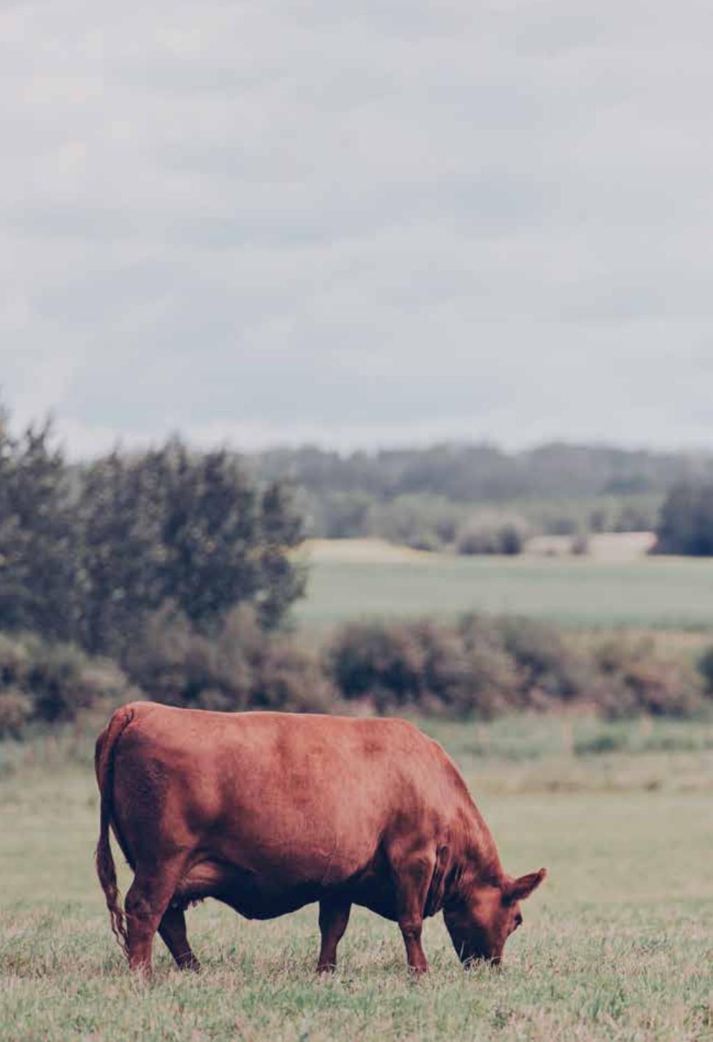 Semex 2021 Beef Catalogue by EastGen Issuu