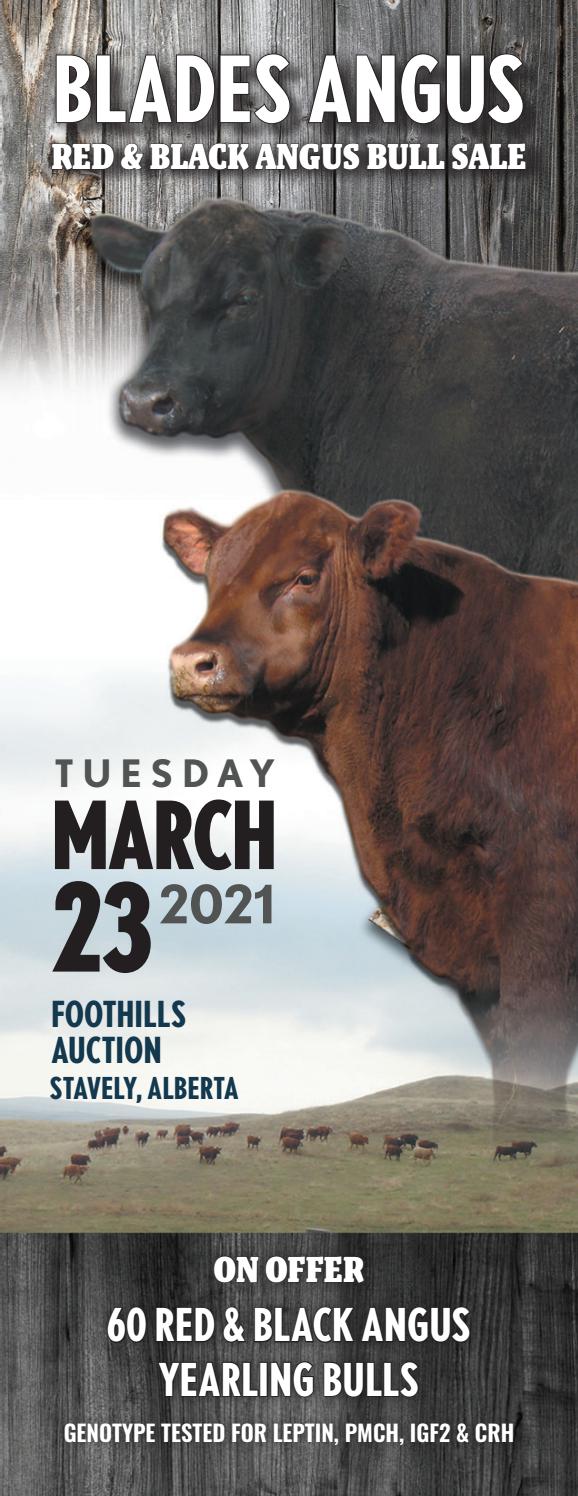 Blades Angus Bull Sale 2021 by Coyote Publishing Ltd. Issuu