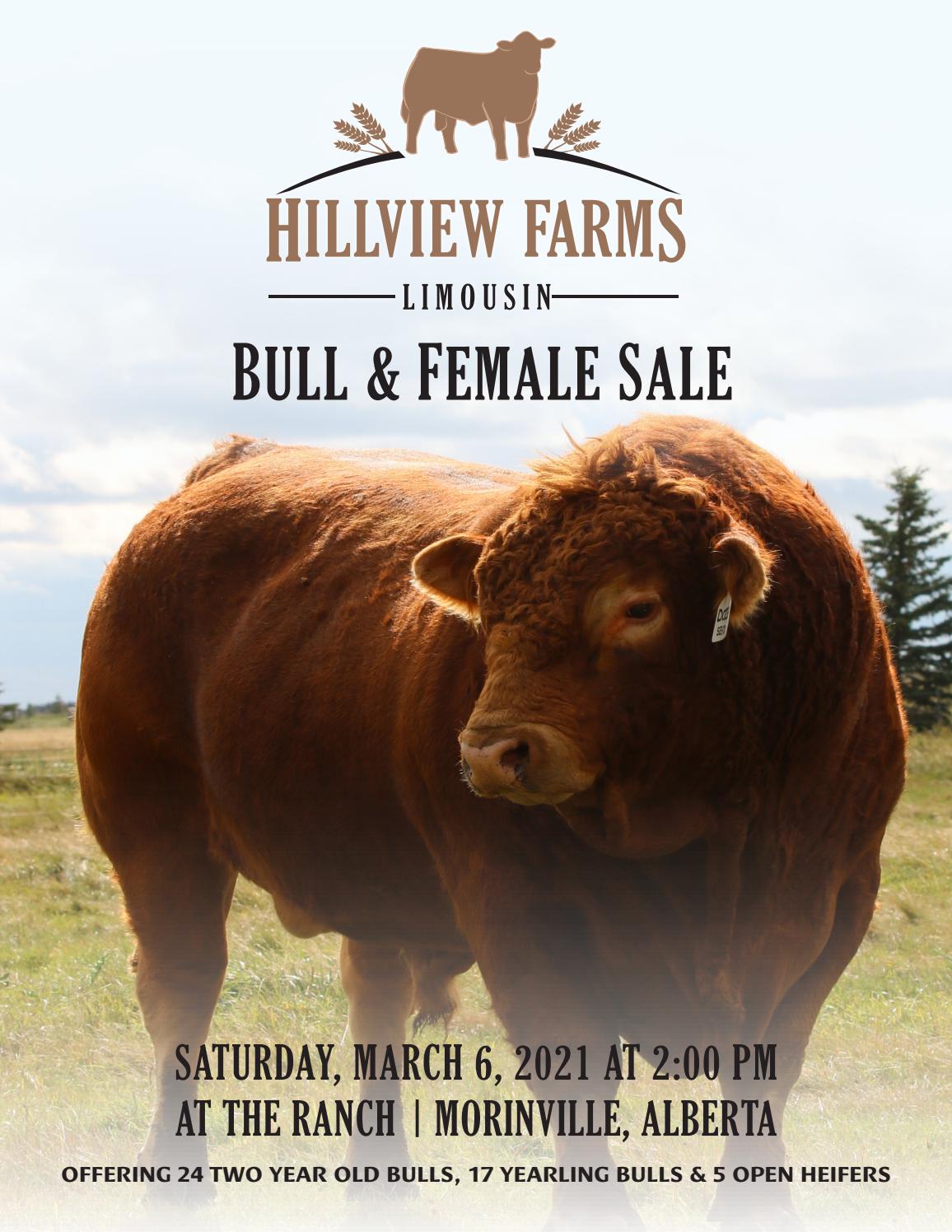 Hillview Farms 2021 Bull & Female Sale by Hillview Farms Issuu