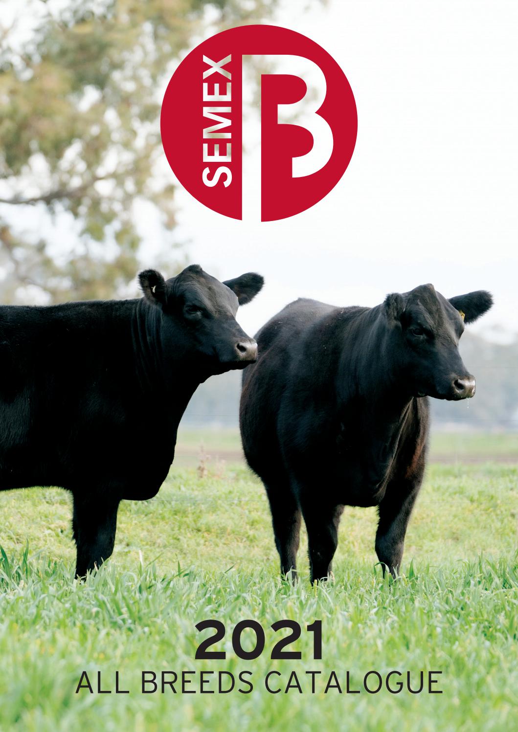 Semex Beef 2021 All Breeds Catalogue Australia by Semex Issuu