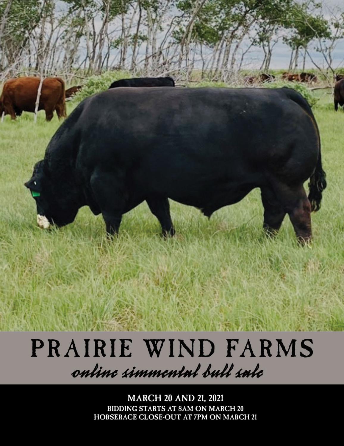 Prairie Wind Farms Online Simmental Sale by Today's Publishing Inc. Issuu