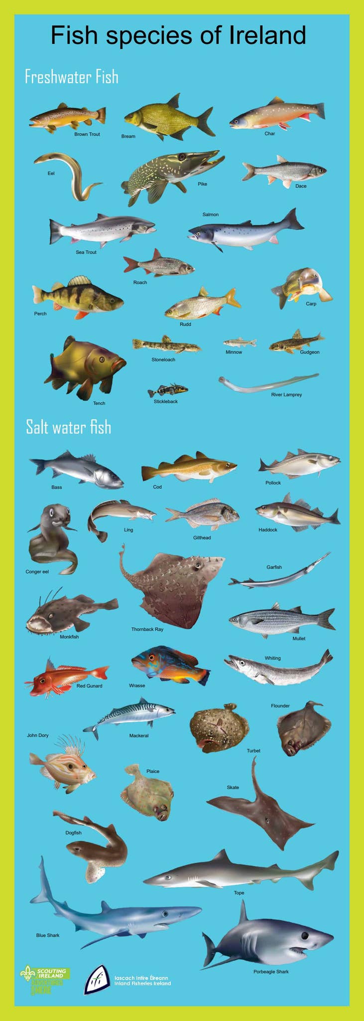 Fish species in Ireland Poster by Scouting Ireland - Issuu