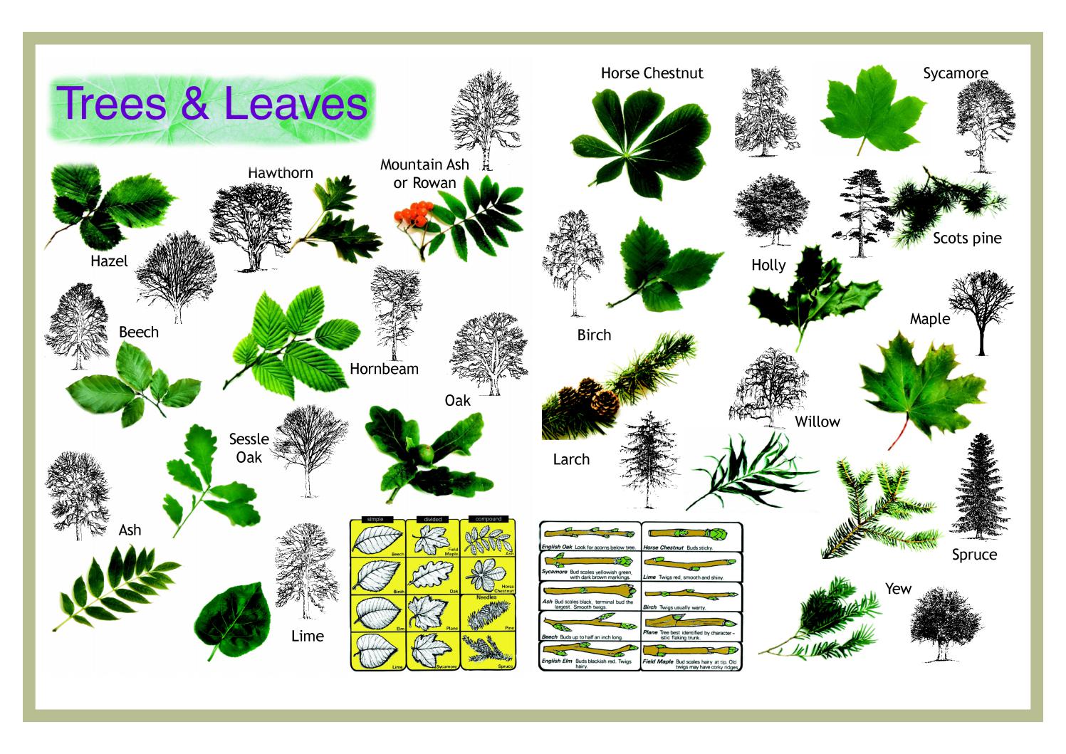 Trees and Leaves by Scouting Ireland Issuu