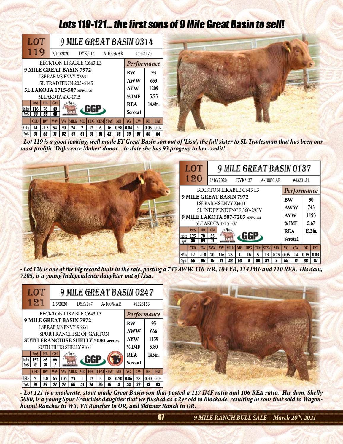 9 Mile Ranch 2021 Bull & Female Sale Catalog by sal1968 Issuu