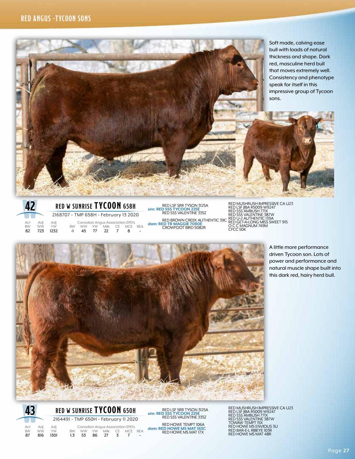 W Sunrise Angus 5th Annual Bull Sale by Bohrson Marketing Services Ltd