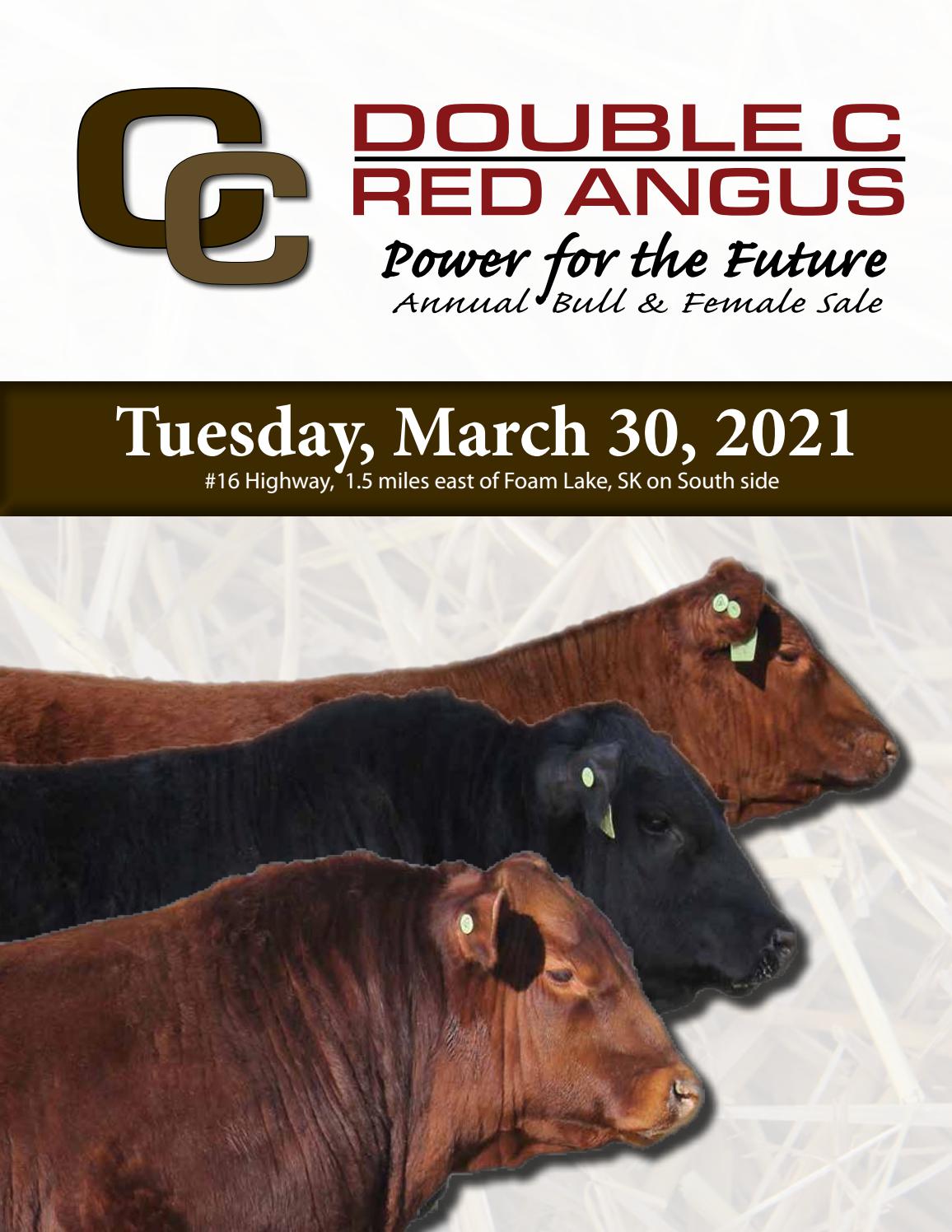 Double C Red Angus "Power for the Future" Bull & Female Sale by First