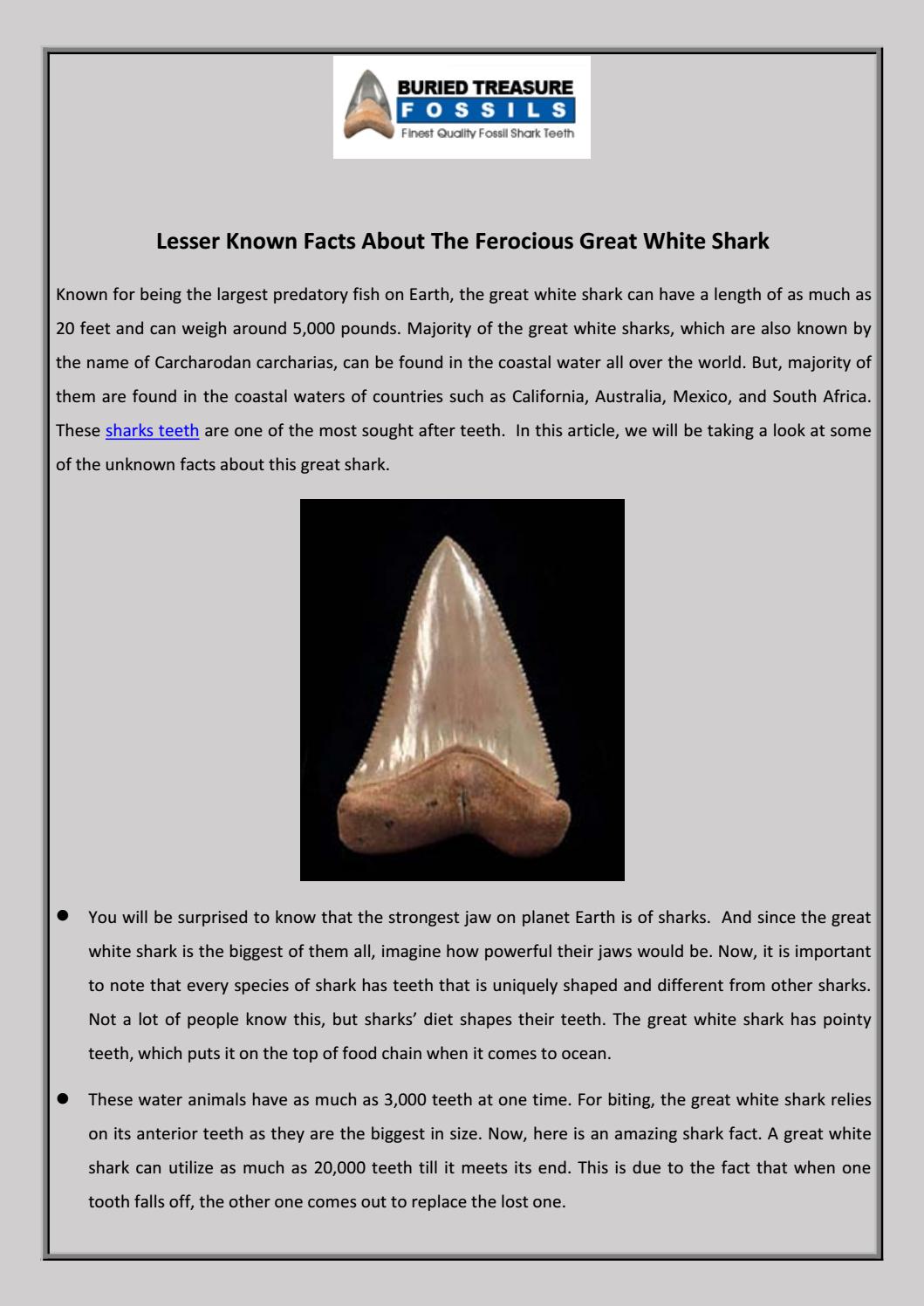 Lesser Known Facts About The Ferocious Great White Shark by Buried