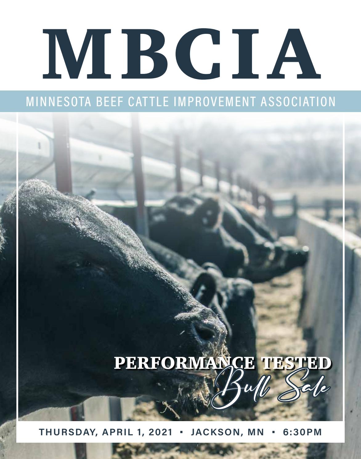 MN Beef Cattle Improvement Association 2021 Performance Tested Bull