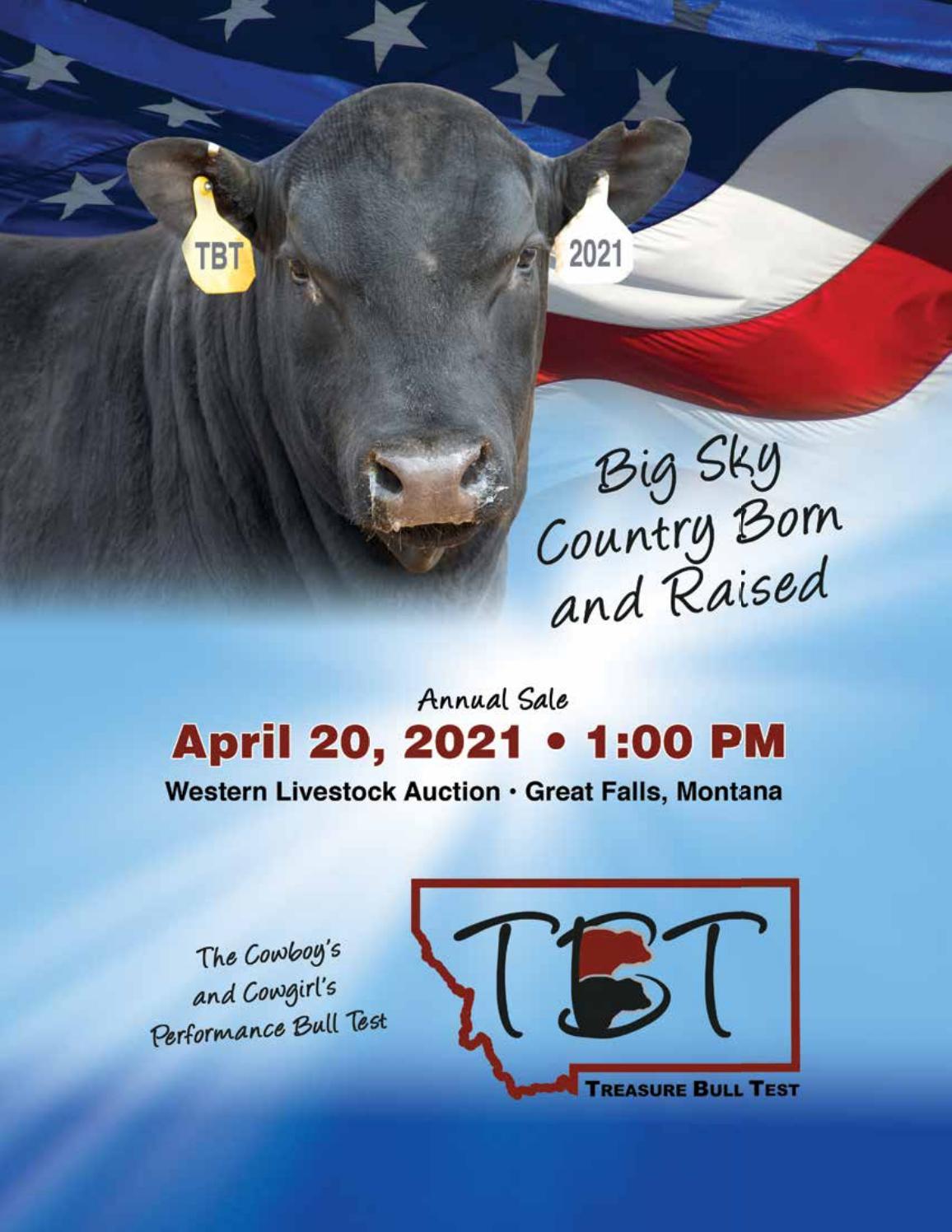 Treasure Bull Test Sale Catalog 2021 by PeltonLivestock Issuu