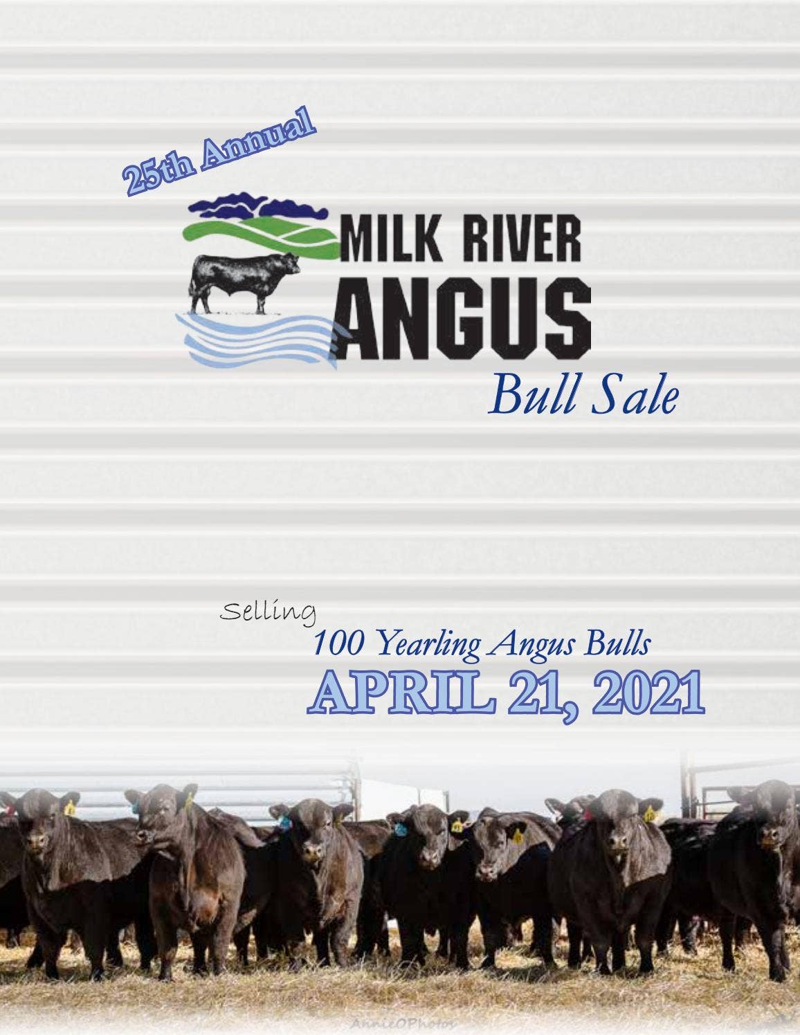 Milk River Angus Association Bull Sale Catalog 2021 by PeltonLivestock