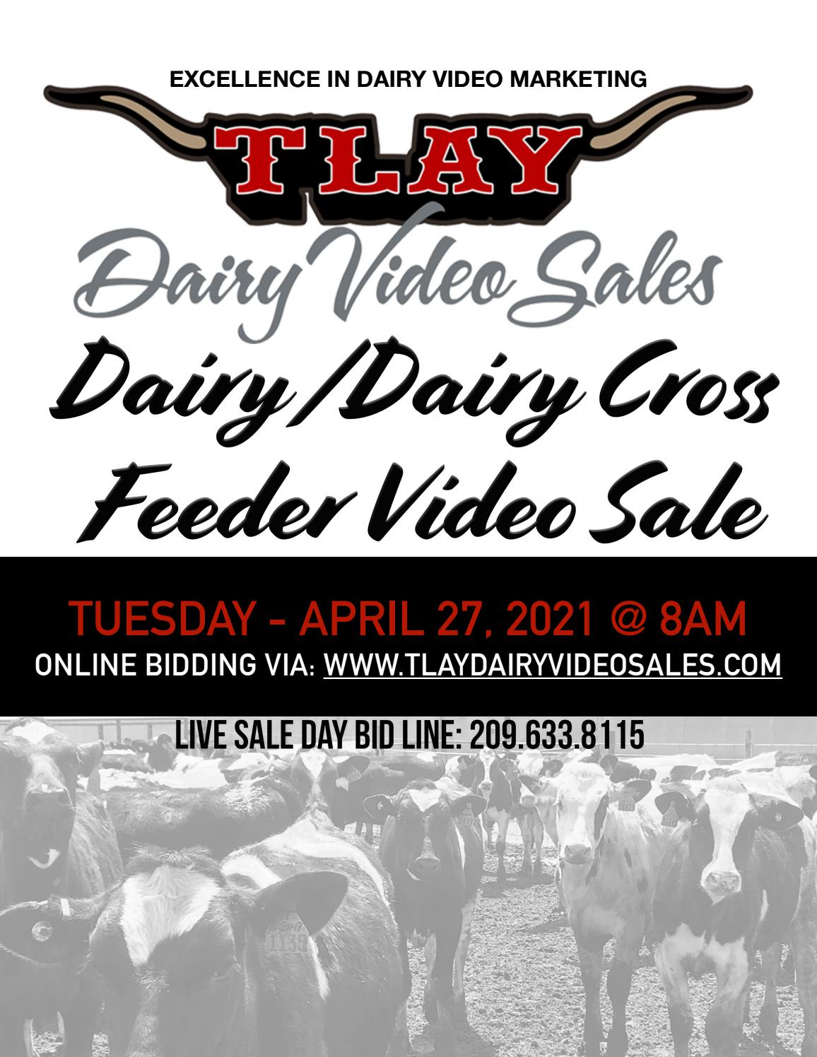 APRIL 2021 TLAY DVS HOLSTEIN FEEDER SALE by TURLOCK LIVESTOCK AUCTION