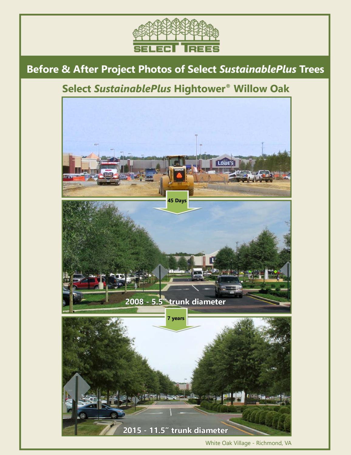 Complete Before & After Project Photos Select Trees by Select Trees