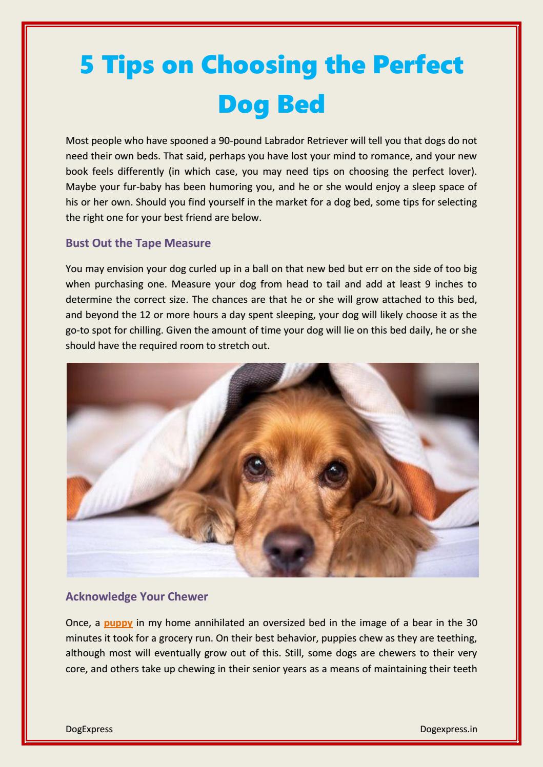 5 Tips on Choosing the Perfect Dog Bed_DogExpress