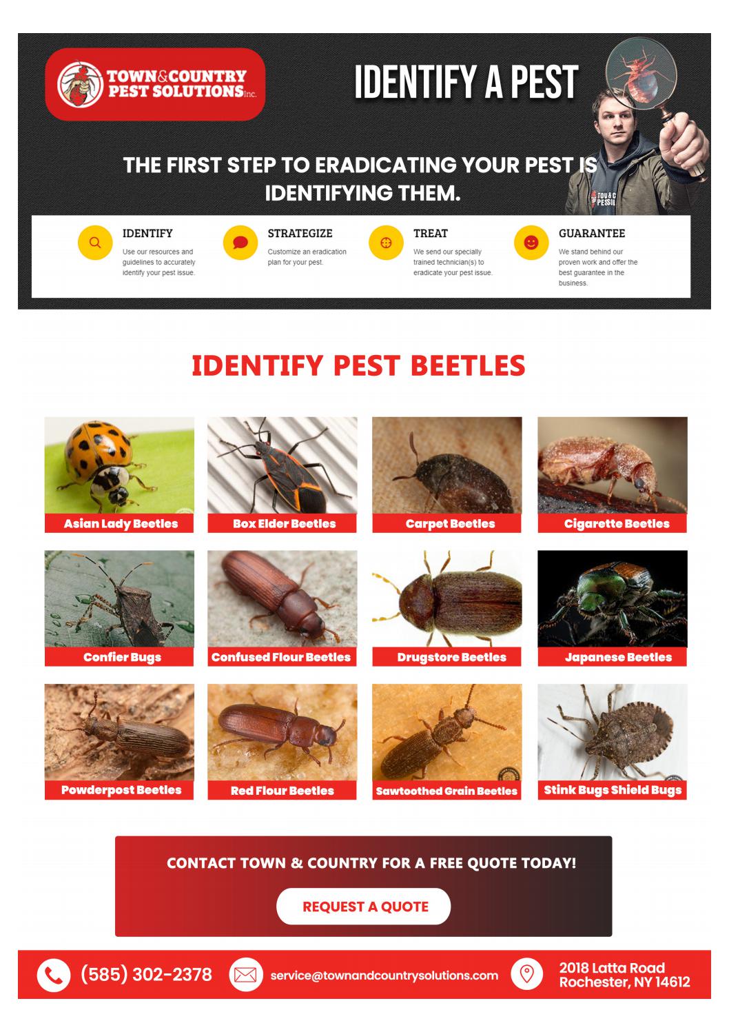 Syracuse termite control Buffalo Pest Control by infographicses Issuu