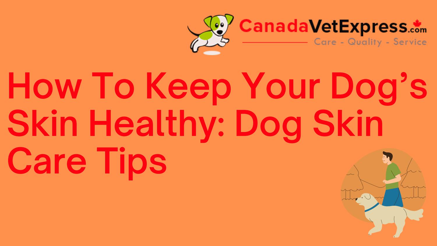 How To Keep Your Dog’s Skin Healthy Dog Skin Care Tips by