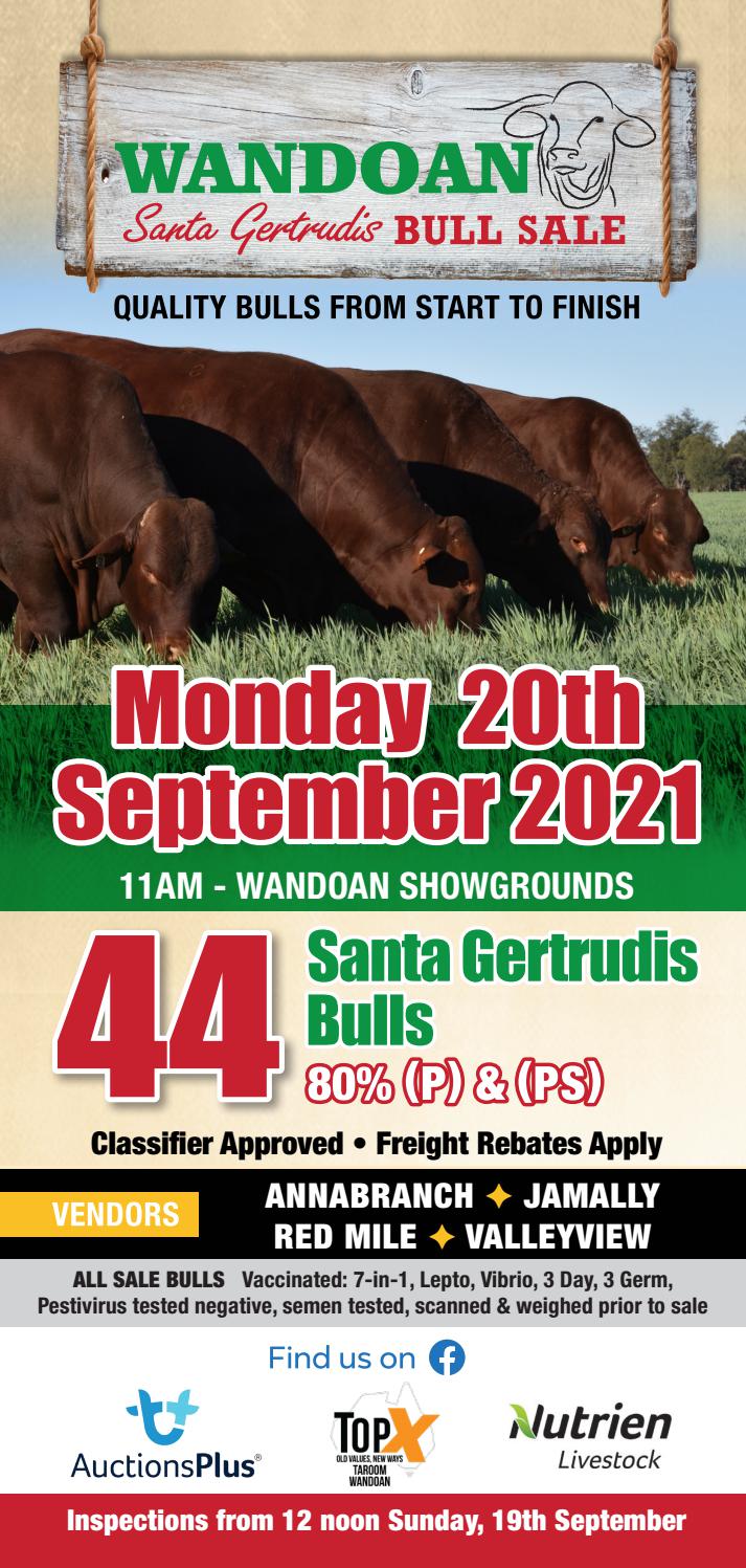 2021 Wandoan Santa Gertrudis Bull Sale by Cattlelogue Queen Issuu