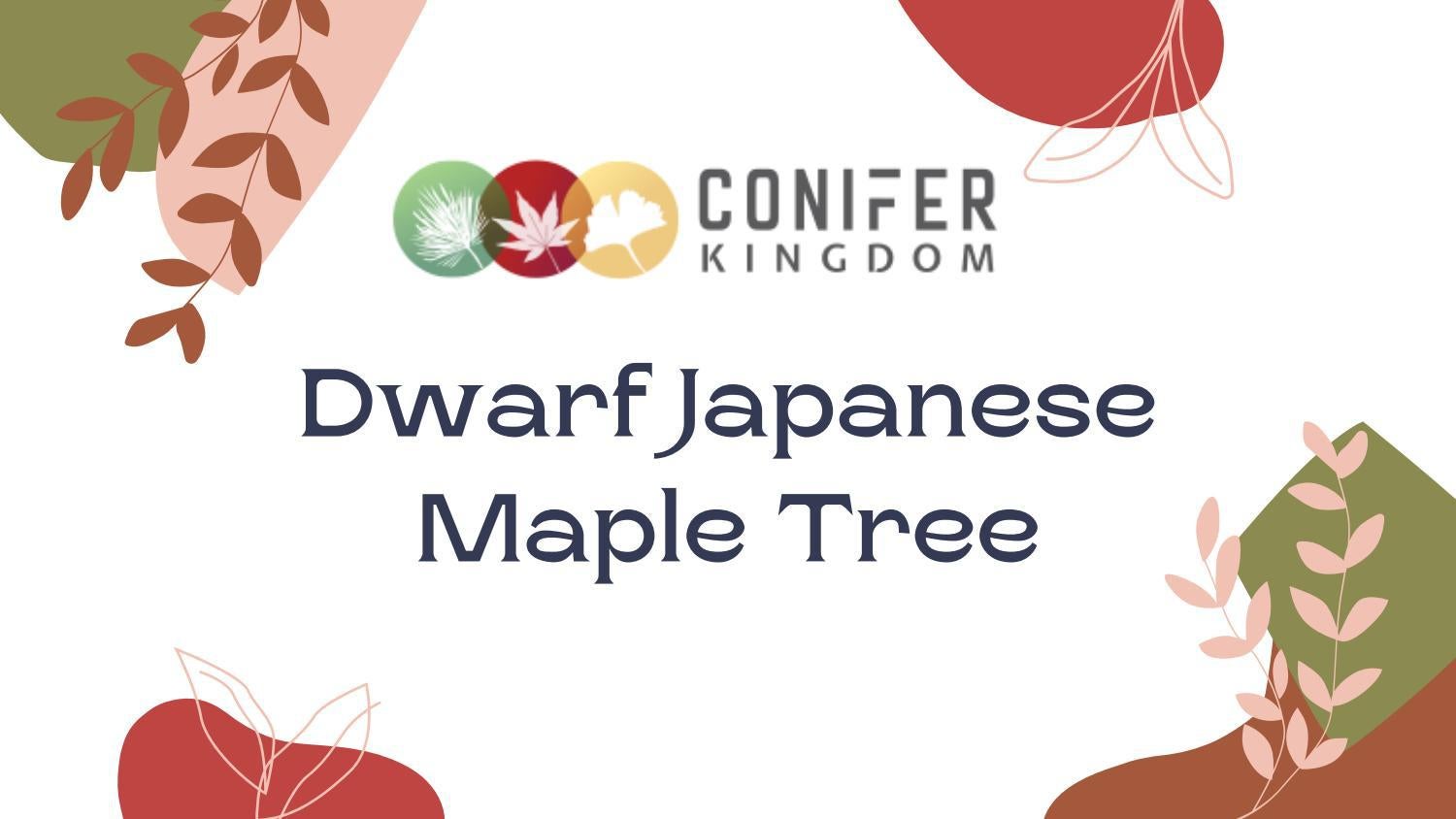 Know About Dwarf Japanese Maple Tree Varieties Conifer Kingdom by