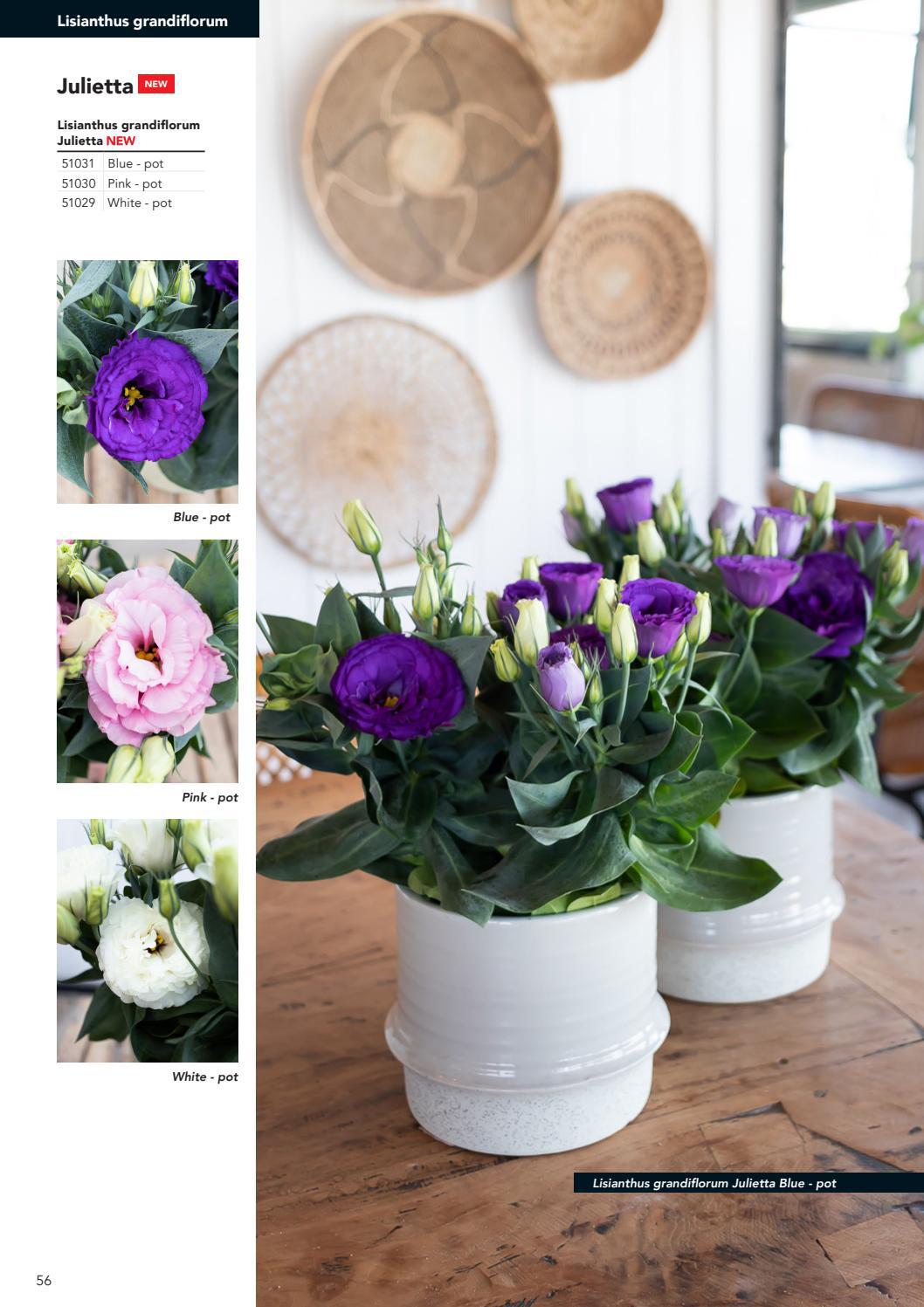 Florensis Cut Flowers 2022 by Florensis Issuu