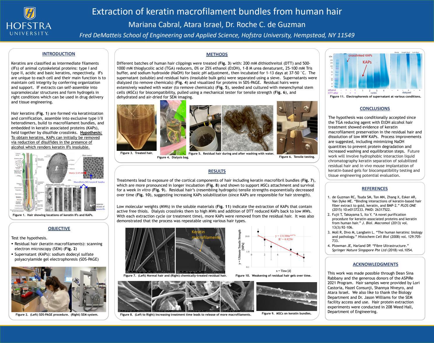 Extraction of keratin macrofilament bundles from human hair by Hofstra